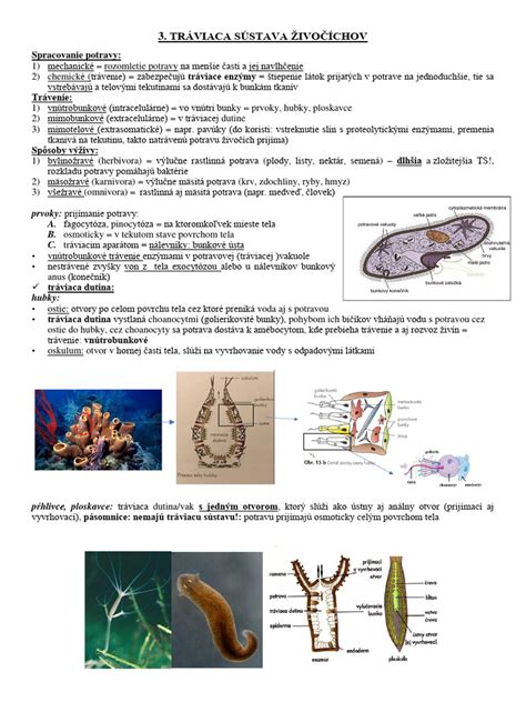 Ilustrácia rôznych kopulačných orgánov živočíchov