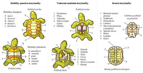 Rastové prstence na pancieri korytnačky
