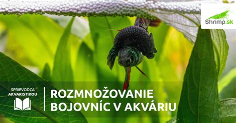 Rozmnožovanie bojovníc