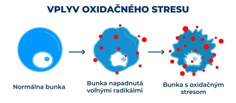 schematické znázornenie oxidačného stresu v tele