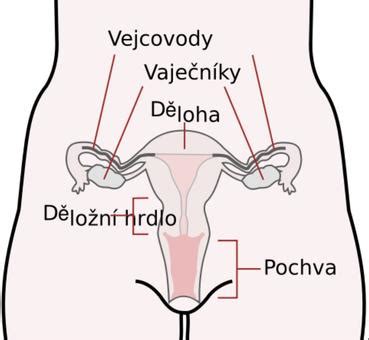 Anatomické zobrazenie ženských reprodukčných orgánov