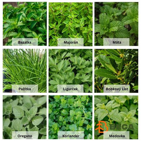 Ilustrácia rôznych byliniek