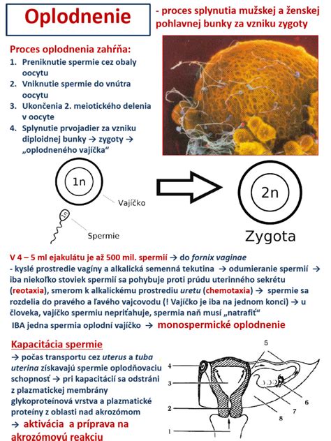 Ilustrácia znázorňujúca proces oplodnenia a uhniezdenia vajíčka
