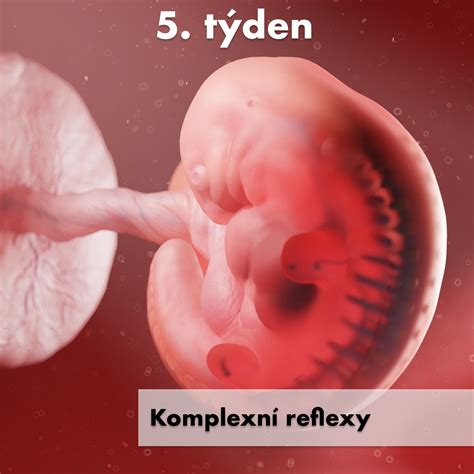 Grafické znázornenie dôležitosti kyseliny listovej pre vývoj plodu