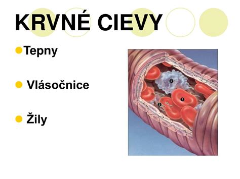 Krvné cievy a zrážanlivosť krvi