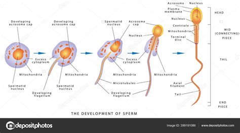 Vývoj spermií (spermatogenéza)
