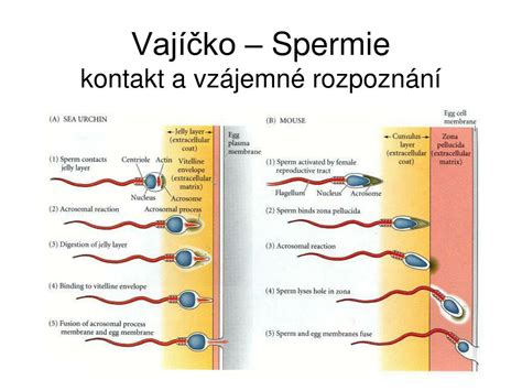 Tabuľka životnosti vajíčka a spermií