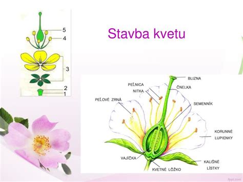 Stavba kvetu rastliny