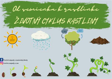 Proces opelenia a oplodnenia rastliny
