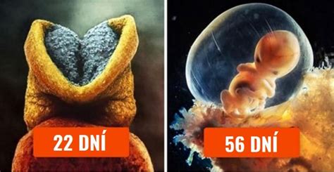 Schéma vývoja ľudského embrya od počatia