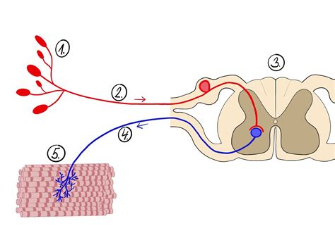 Schéma Moorovho reflexu u dojčiat