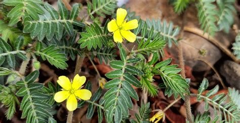Obrázok s bylinkami ako Tribulus terrestris a Ashwagandha