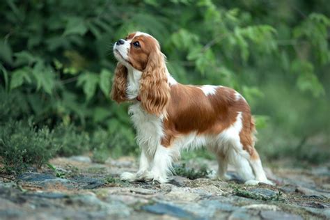 Cavalier King Charles Španiel