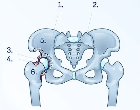 Anatomia bedrového kĺbu