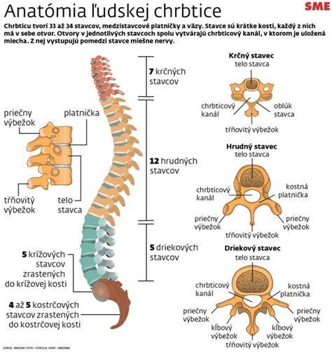 Anatomia chrbtice a panvy v tehotenstve