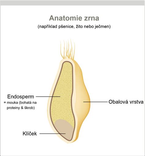 Symbolické znázornenie pšeničného zrna