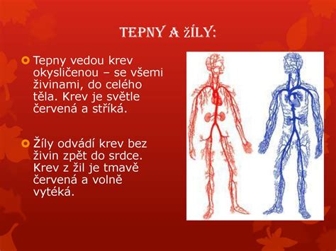 Schéma dolnej dutej žily a jej umiestnenia v tele