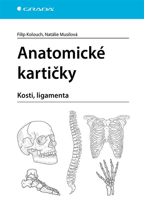 Anatomické zobrazenie maternice