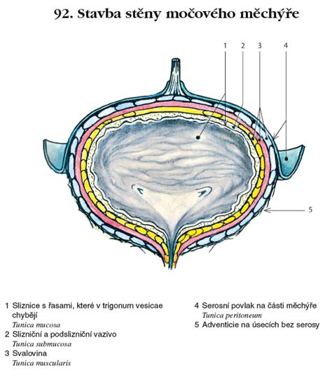 anatomia maternice a mocoveho mechura