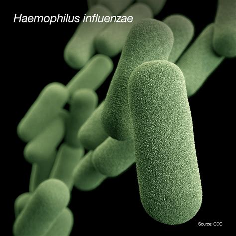 Schematické znázornenie baktérie Haemophilus influenzae