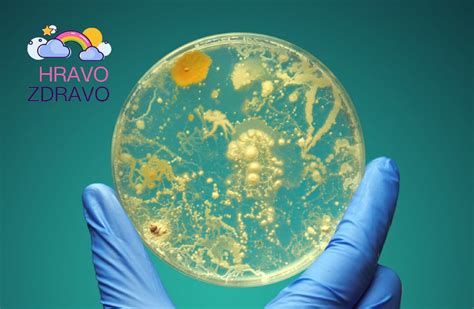 Laboratórna kultivácia baktérií