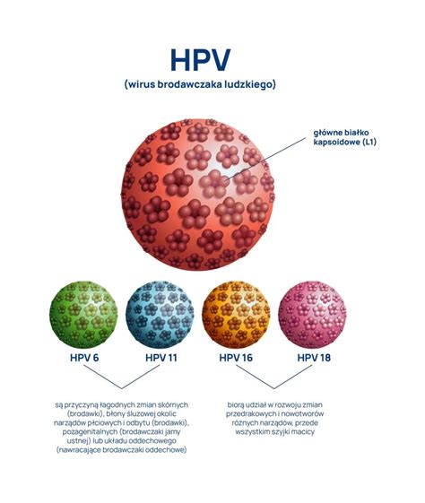 Infografika o typoch HPV