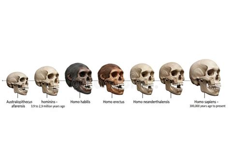 Porovnanie lebky Homo sapiens a Homo habilis