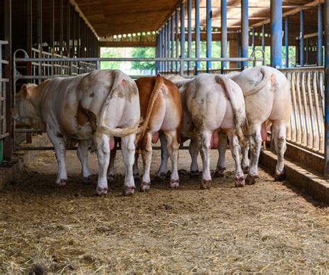 Galéria plemenných býkov rôznych plemien.