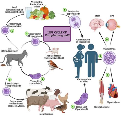Schéma životného cyklu parazita Toxoplasma gondii