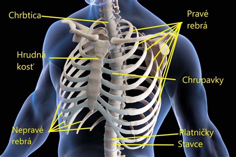 Anatomické znázornenie varikokély