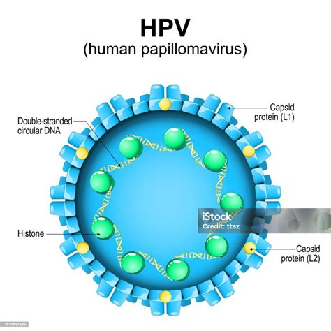 Schéma vplyvu HPV na plodnosť