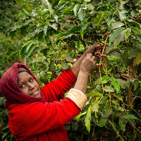 Štruktúra zŕn kávy a čaju
