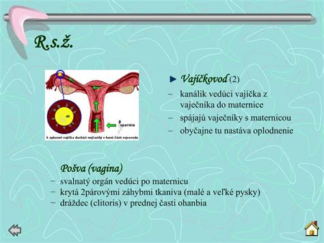 Shematické znázornenie maternice a vajíčkovodov