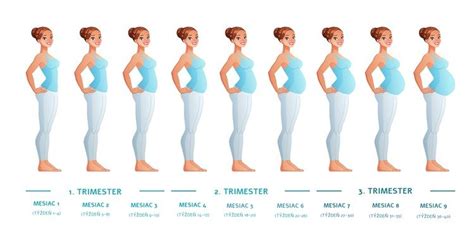 Infografika znázorňujúca rôzne typy molárneho tehotenstva