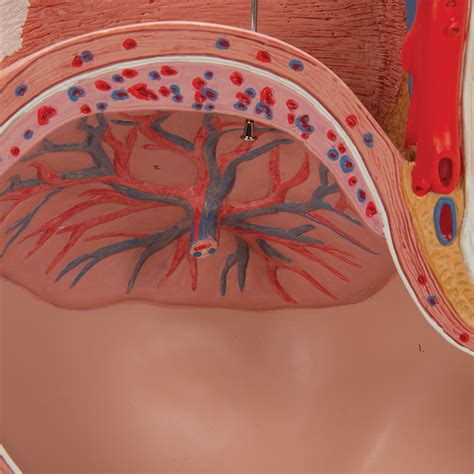 Anatomická schéma ženskej panvy s vyznačenou maternicou