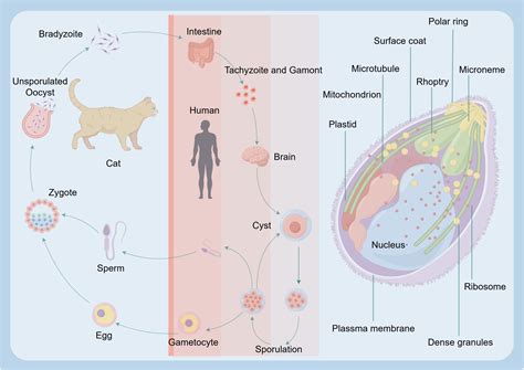 Ilustrácia životného cyklu Toxoplasma gondii