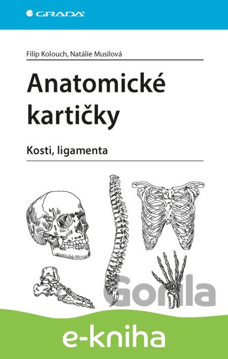 Anatomické znázornenie ženských väzov v panve