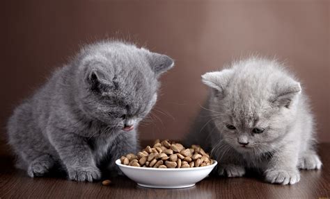 Kŕmenie mačiatka špeciálnym krmivom