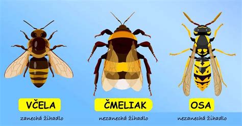 Ilustrácia bodnutia hmyzom a následného opuchu