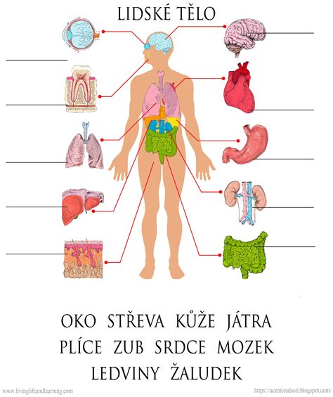 Mapa ľudského tela s vyznačením oblasti obličiek a krížov