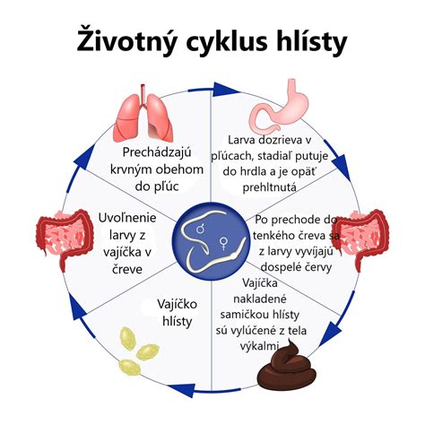 cyklus hlísty