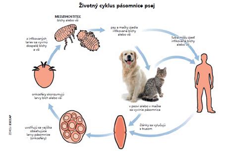 pásomnica líščia