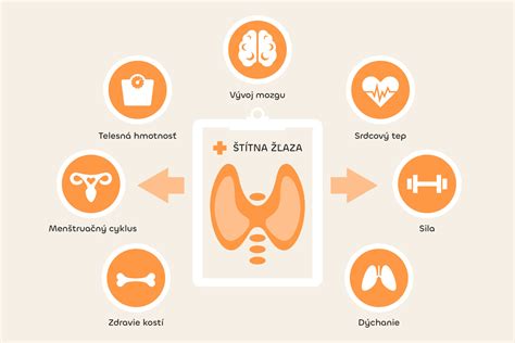 Štítna žľaza a jej umiestnenie v tele