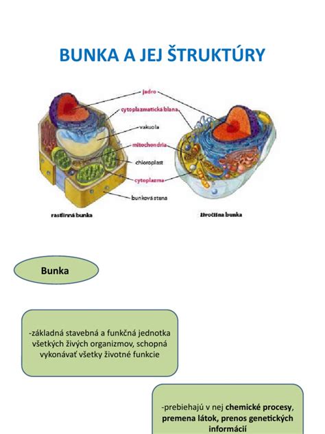 Schematické znázornenie štruktúry maternice a plodu