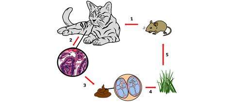 Cyklus parazita Toxoplasma gondii