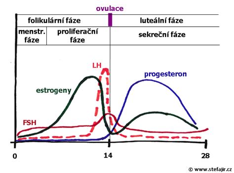 Graf kolísania hladín hormónov počas menštruačného cyklu