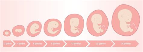 Vývoj embrya v 8. týždni tehotenstva