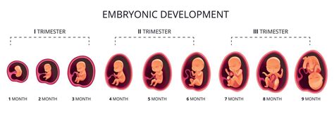 Prenatálny skríning v 1. trimestri