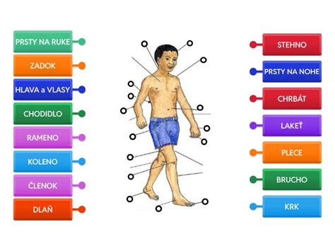 štruktúra ľudského tela pre anatomiu