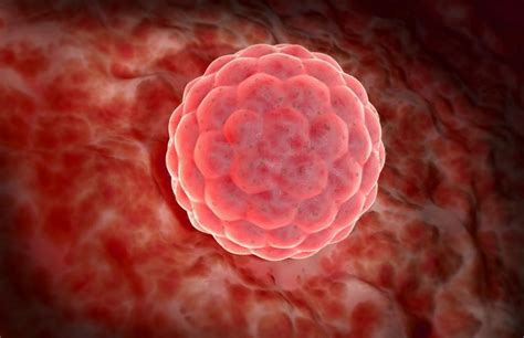 Implantácia oplodneného vajíčka